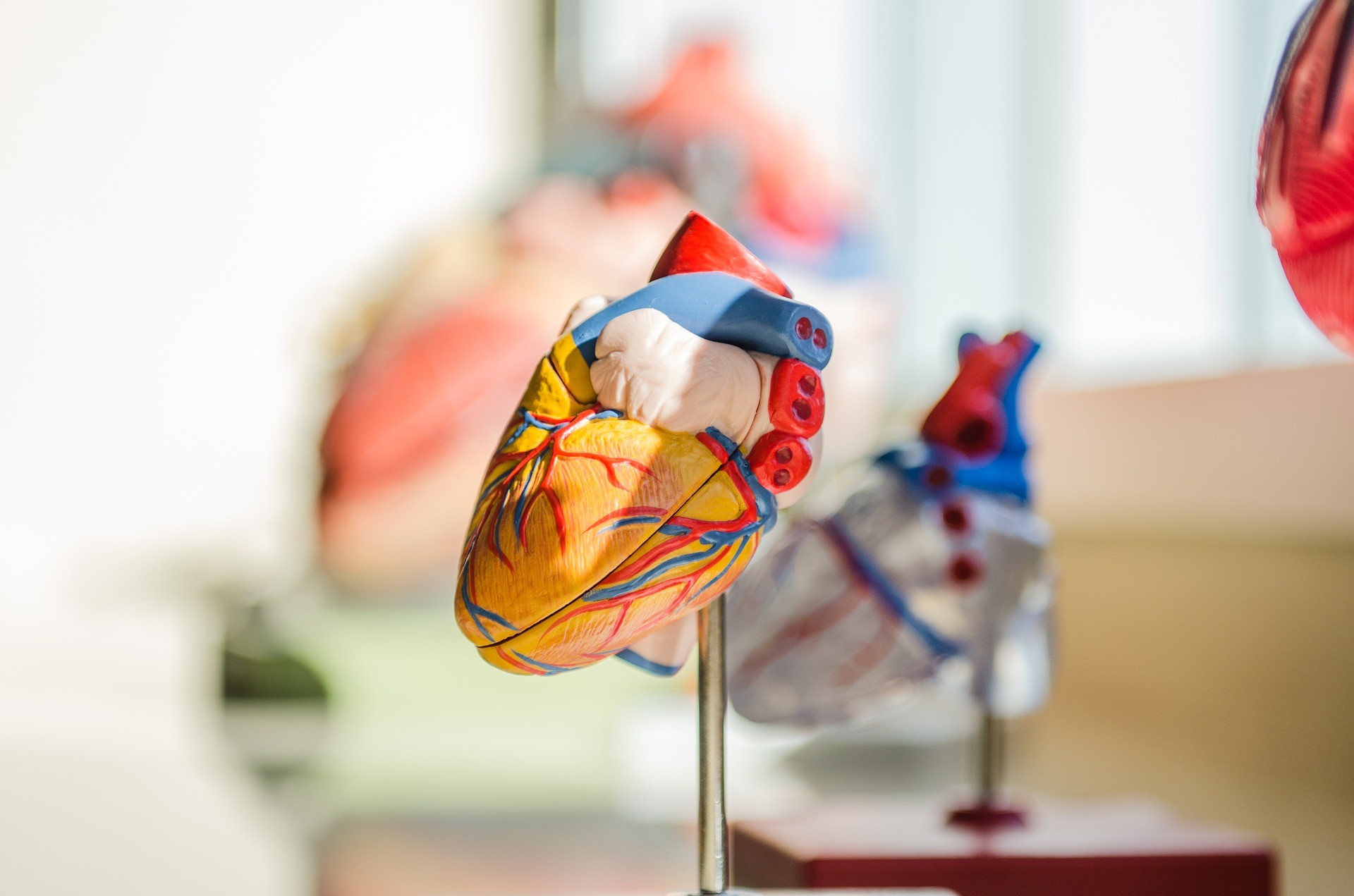 a model of the human heart