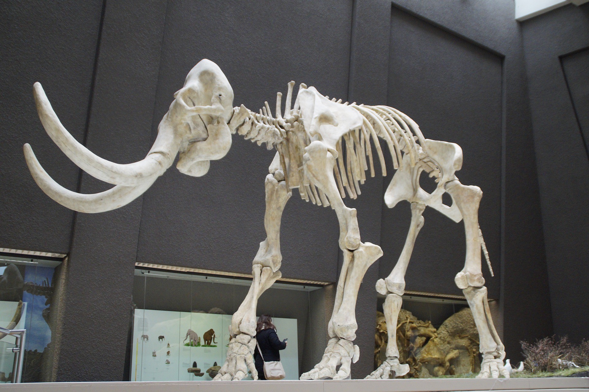 a skeleton of an extinct mammoth