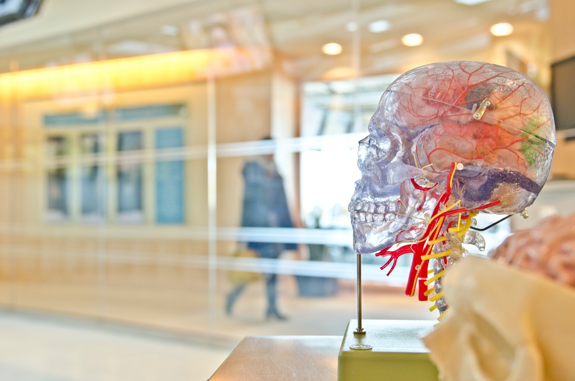 a human head skeleton with nerves