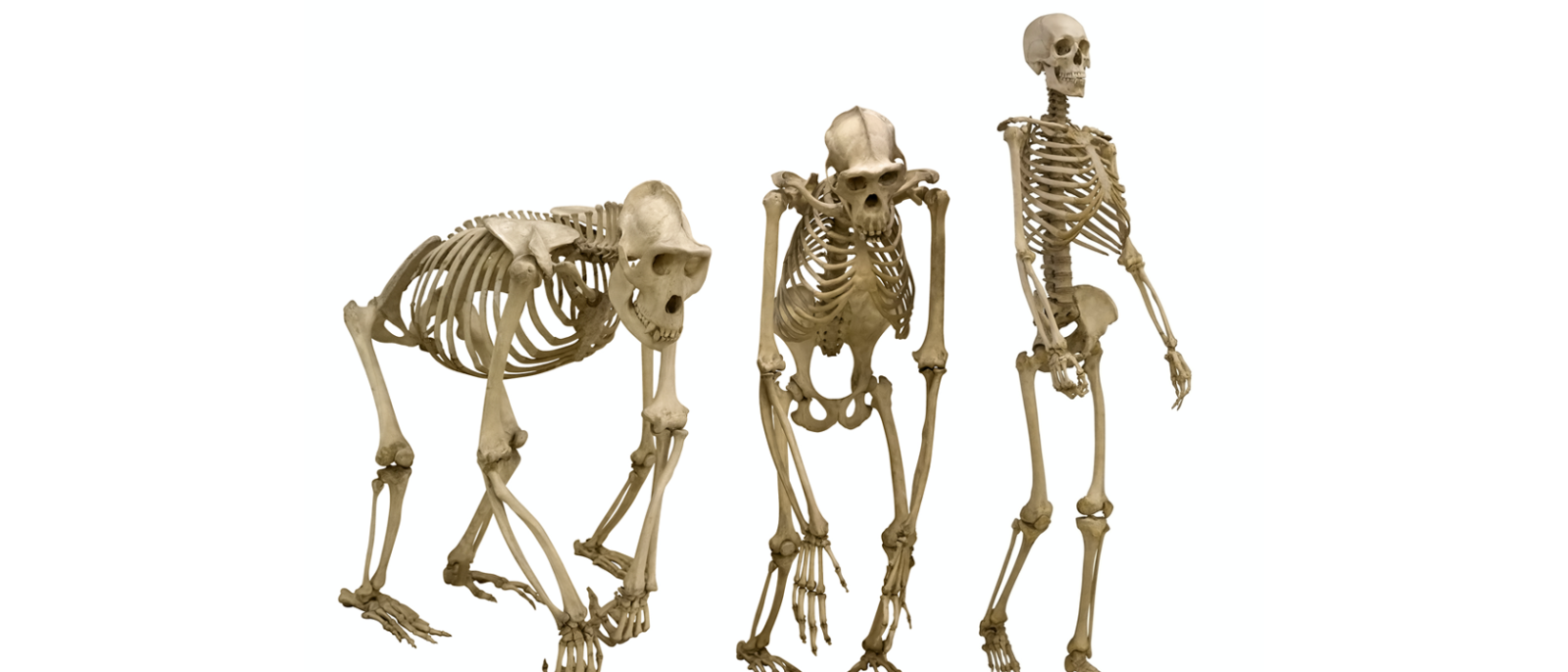 human skeletons from different ages